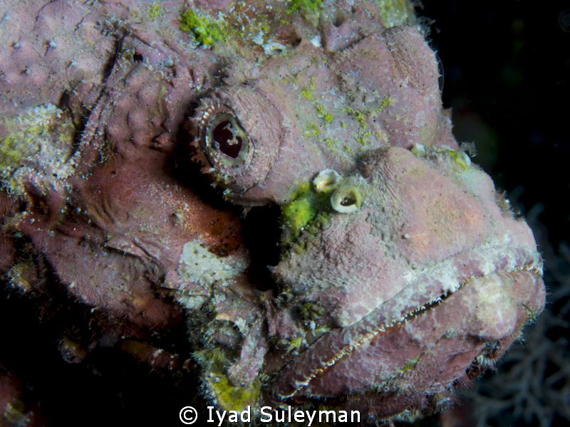Scorpionfish by Iyad Suleyman 