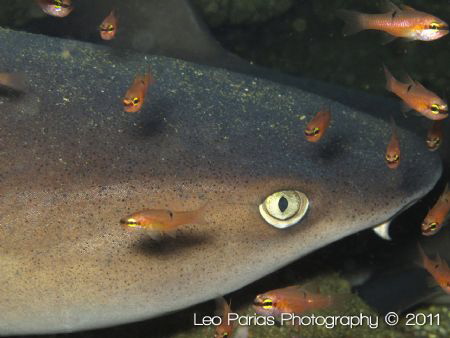 White tip reef shark. Trianodon Obesus. Taken at Playas d... by Leonardo Parias 