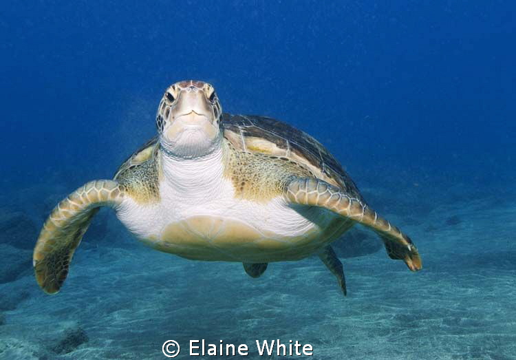 Green Turtle, El Puertito Tenerife
Nikon D80, 12-24 lens... by Elaine White 