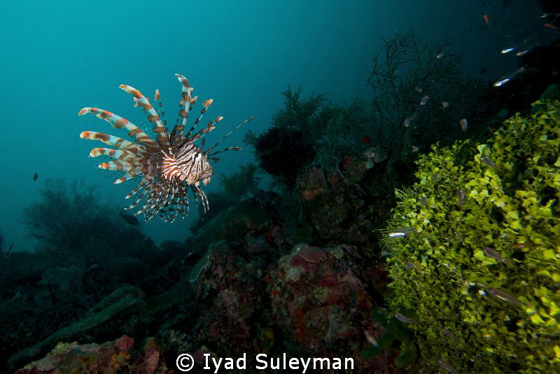 Lionfish by Iyad Suleyman 