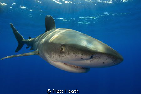 Oceanic Whitetip by Matt Heath 