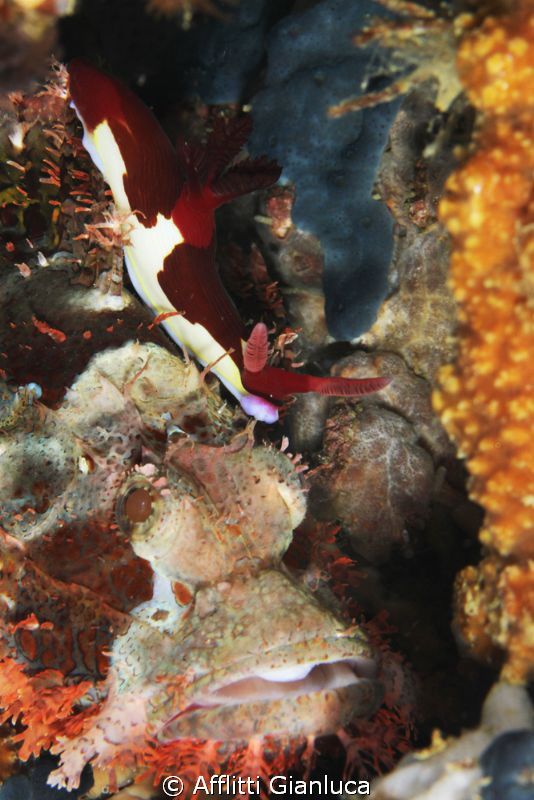 nudibranch above a scorpionfish by Afflitti Gianluca 