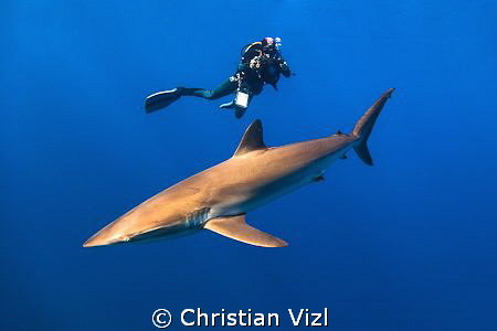 Diver, videographer taking a shot of a Silkie Shark. This... by Christian Vizl 