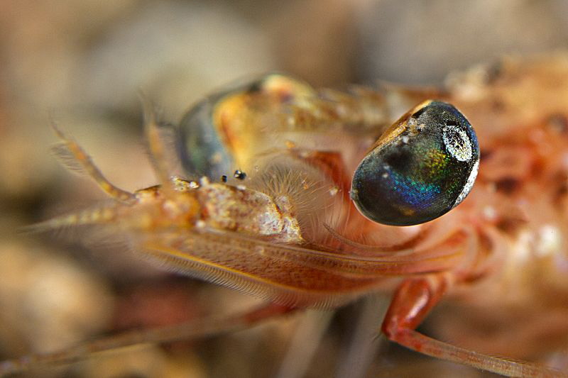 "Shrimp Portrait"
 by Henry Jager 