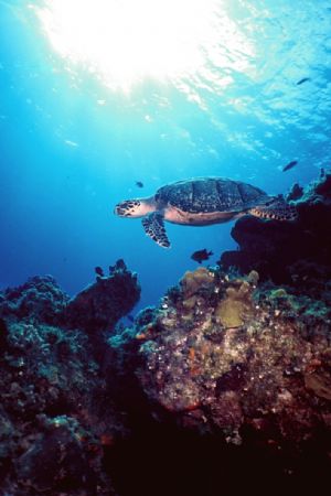 Hawksbill, Cozumel.

One of the many in Colombia Reef! ... by Erich Reboucas 