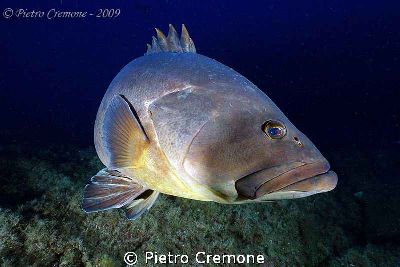 Grouper from Lavezzi by Pietro Cremone 