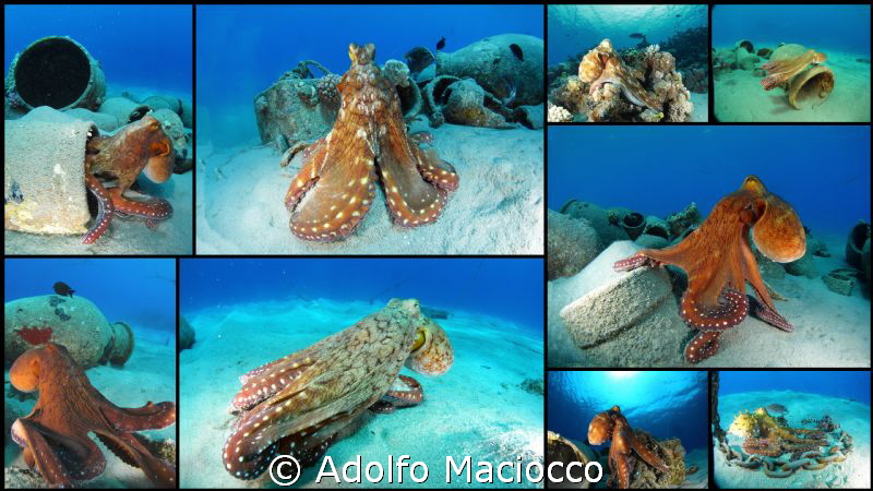 Master of Camouflage
 by Adolfo Maciocco 