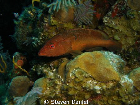 RED Hind at Cleaning Station by Steven Daniel 