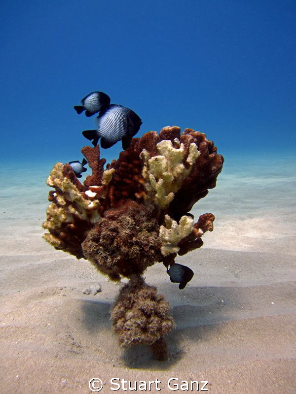 Hawaiian Domino Damselfish by Stuart Ganz 