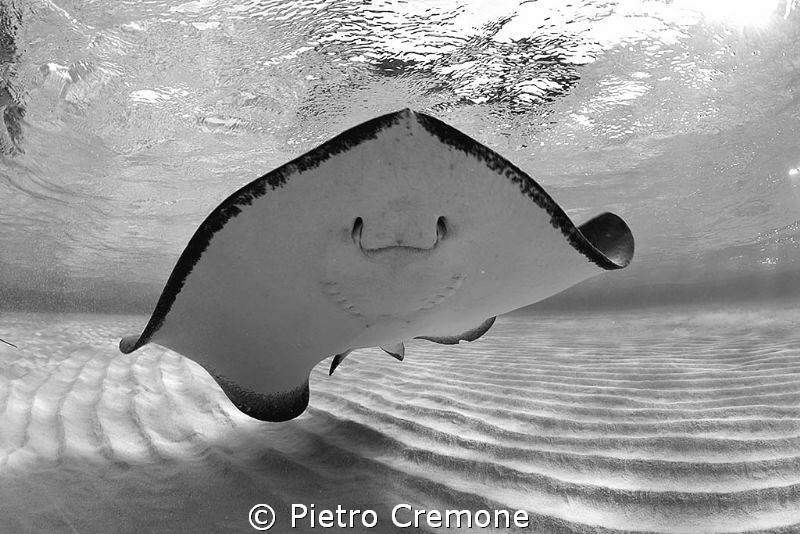 Smile! by Pietro Cremone 