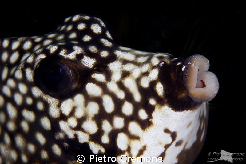 Kiss me! by Pietro Cremone 