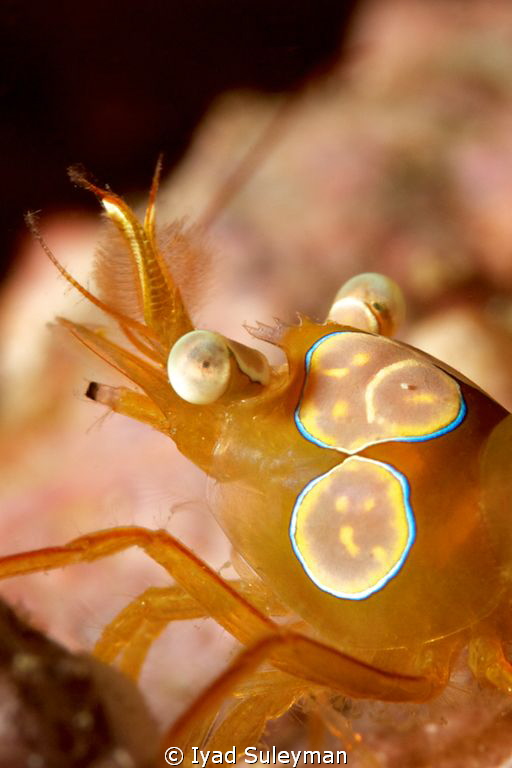 "Squat shrimp" by Iyad Suleyman 