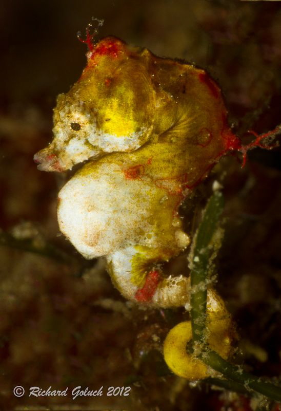 Pontohi Pygmy Seahorse-snoot-Lembeh by Richard Goluch 