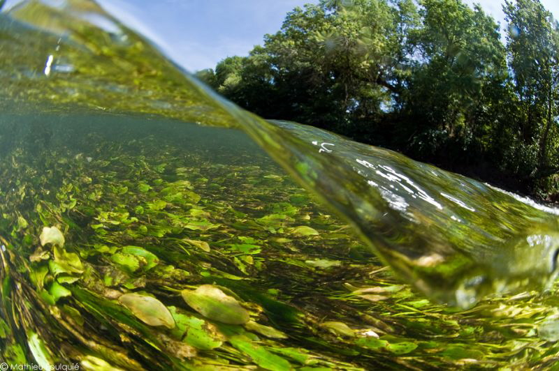 freshwater flow by Mathieu Foulquié 
