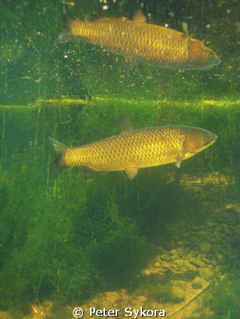 Ctenopharyngodon idell by Peter Sykora 