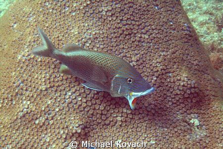 White Grunt offering a mouth to be cleaned near the Swept... by Michael Kovach 