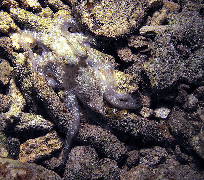 tiny night-hunter on coral debris by Chris Krambeck 