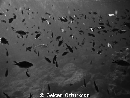 "Everything is fine underwater, wish abovewater was the s... by Selcen Ozturkcan 