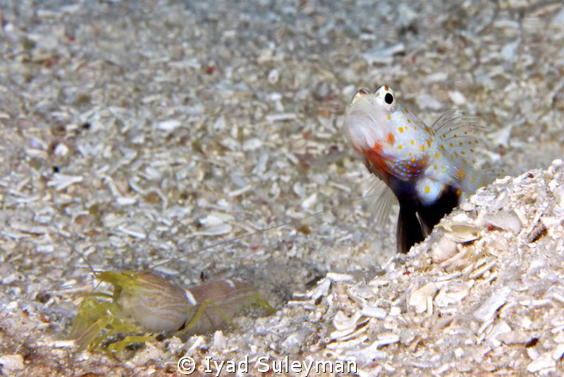 Orange-spotted shrimp goby & Shrimp by Iyad Suleyman 