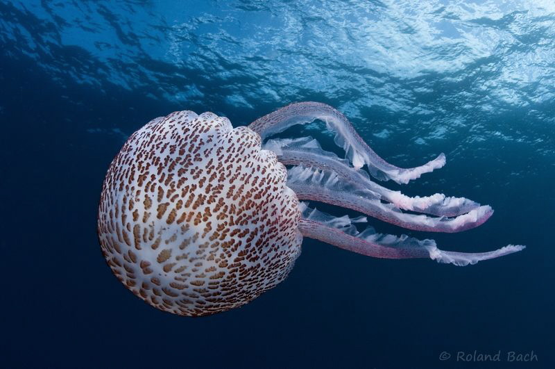 " art of medusa "
taken with 10,5mm fisheye + 1,4x conv. by Roland Bach 