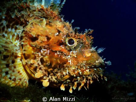 Nice Sized Scorpion Fish by Alan Mizzi 