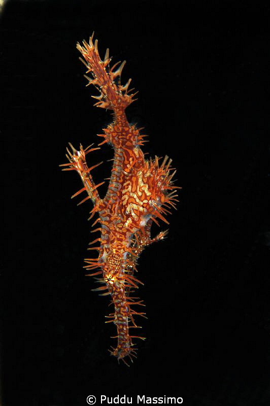 gost pipe,nikon d2x 60 mm micro by Puddu Massimo 