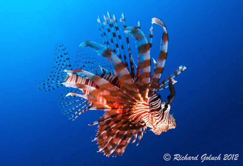 Common Lionfish-Shark Alley-Weda Bay,Halmahera by Richard Goluch 