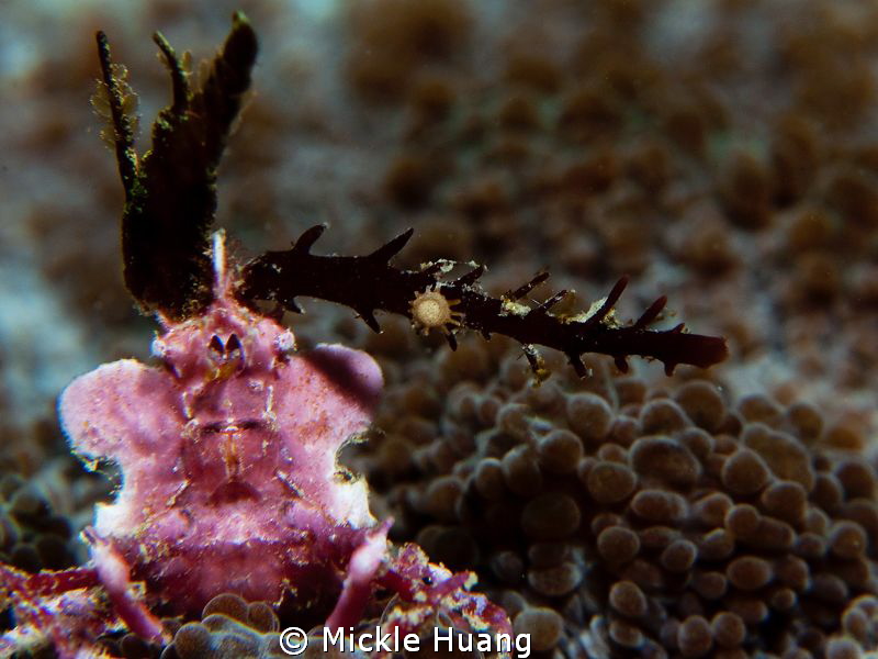 Traffic police: Turn right please :)
Decorator Crab
Nor... by Mickle Huang 