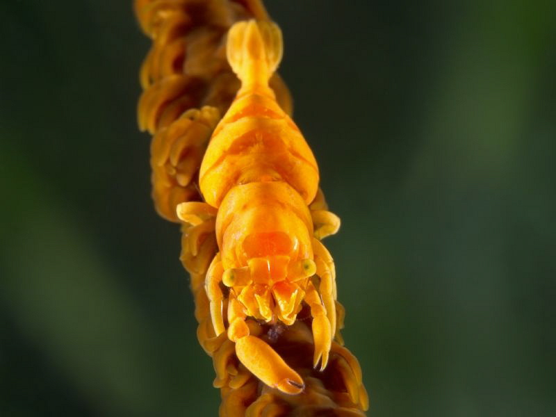 Dasicarys zanzibarica - super macro by Alex Varani 