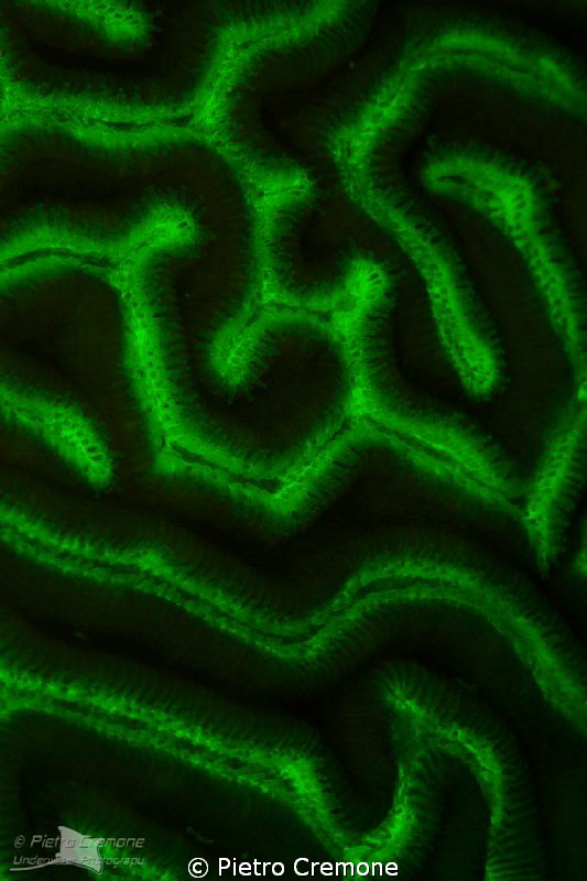 UV Maze by Pietro Cremone 