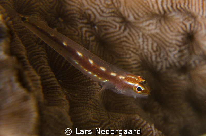 Taken in Nakari Housereef. Nikon D7000, Nikkor 105mm, two... by Lars Nedergaard 