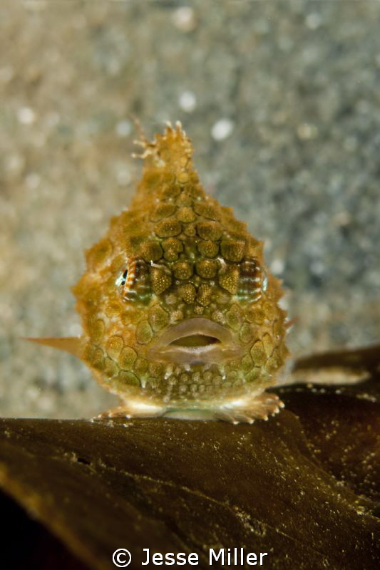 Pacific Spiny Lumpsucker's are a Pacific Northwest favori... by Jesse Miller 