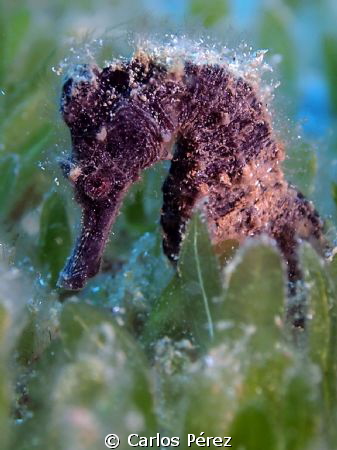 Behind leaves.... inches Sea Hose by Carlos Pérez 