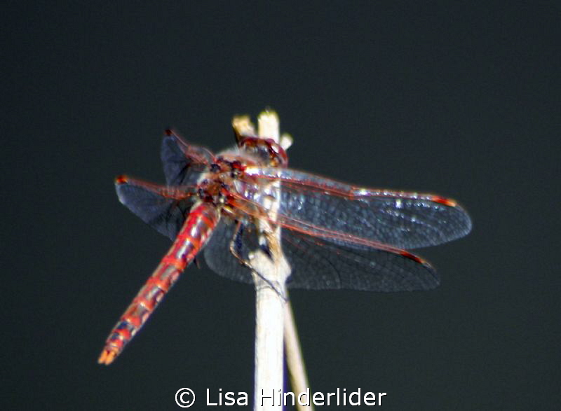 Dragonfly-local Pond- Colorado by Lisa Hinderlider 