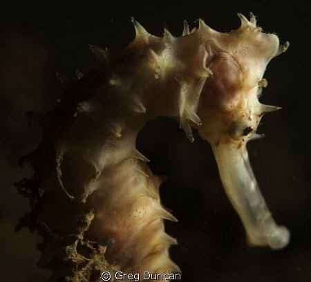 Sea horse taken at Tasi Tolu dive site west of Dili by Greg Duncan 