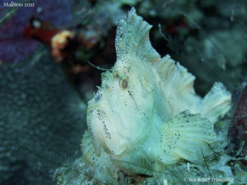 Leaf fish. by Stéphane Primatesta 