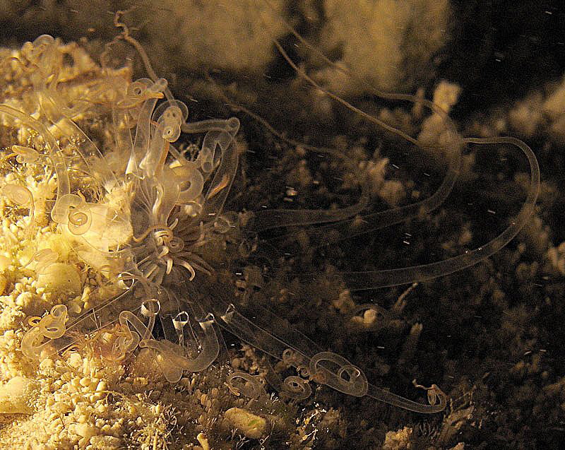 translucent trap in the sand,
starting to curl up and hi... by Chris Krambeck 