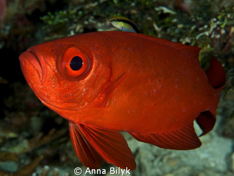 Ride ;-)
Big Eye Fish & Cleaner Wrasse by Anna Bilyk 