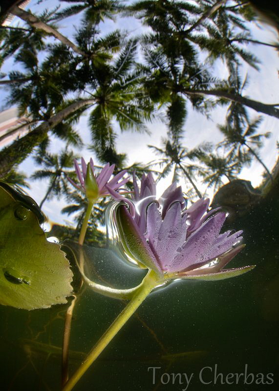 Water Lillies Under Palms by Tony Cherbas 
