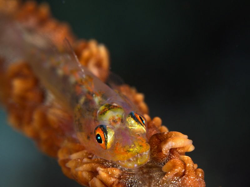 Bryaninops yongei -super macro- by Alex Varani 