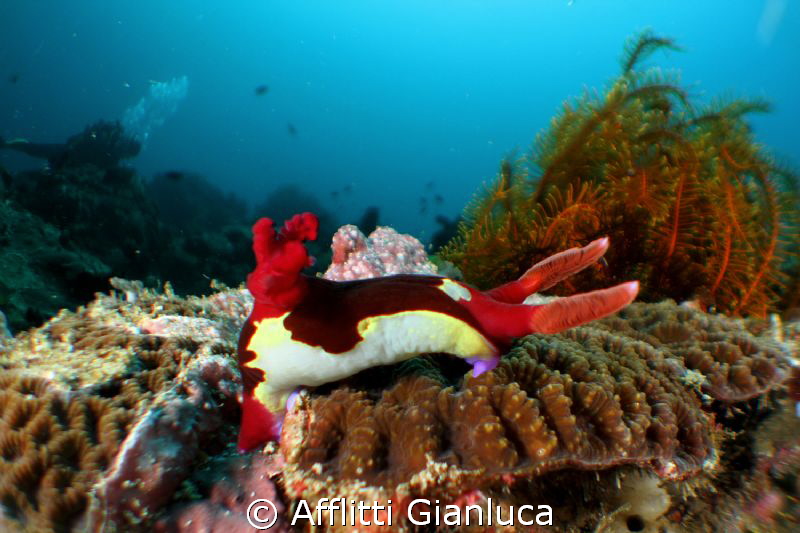 wide angle...macro     micro semi-fisheye by Afflitti Gianluca 