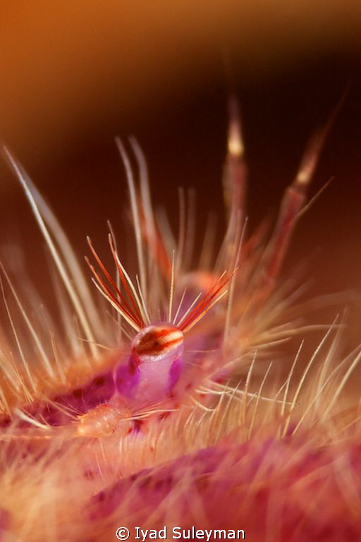 Eye of hair squat lobster
Canon 60D, 100 mm macro lens, ... by Iyad Suleyman 