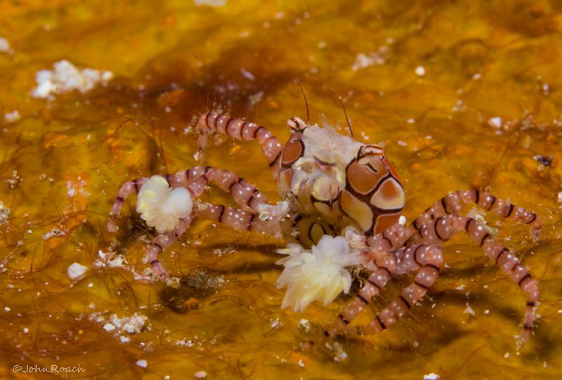 Boxer Crab by John Roach 
