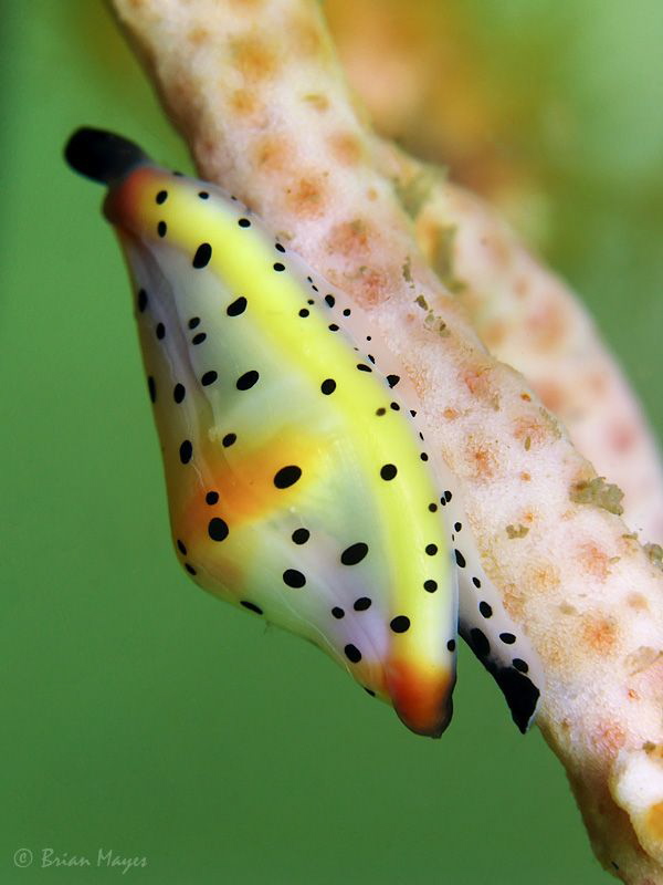 Platypus Cowrie (Cuspivolva platysia) in green temperate ... by Brian Mayes 