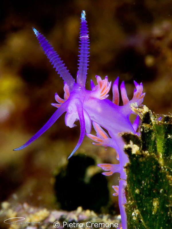Flabellina by Pietro Cremone 