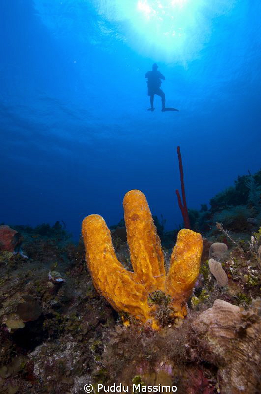 sponges,nikon d2x 12 mm by Puddu Massimo 