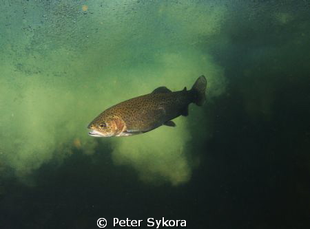Salmo trutta by Peter Sykora 