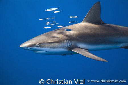 Fishes swimming around a Silkie Shark for protection at J... by Christian Vizl 