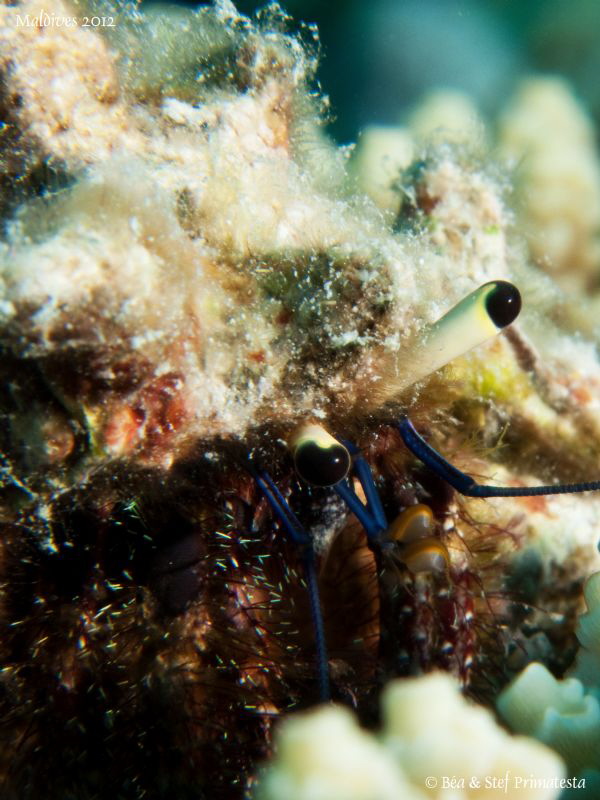 I see you. by Stéphane Primatesta 