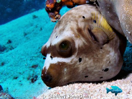 Tétrodon à points noirs  -  ( Arothron nigropunctatus )  ... by Giafferi Jonathan 